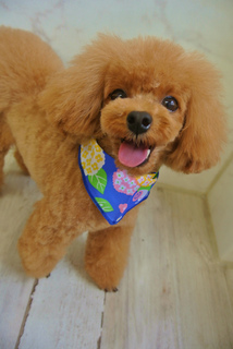勝亦nicoちゃん (19).jpg